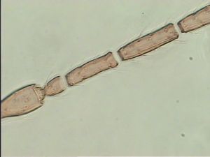 crassicornis Ltype 7.jpg