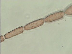 crassicornis Ltype 8.jpg