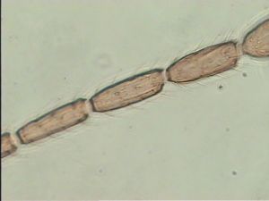 crassicornis Ltype 9.jpg