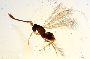 longipilis  Soyka Htype 0.jpg