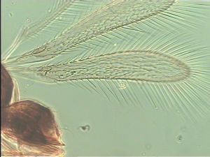 longipilis Htype 1.jpg