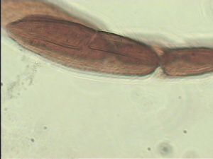 longipilis Htype 10.jpg