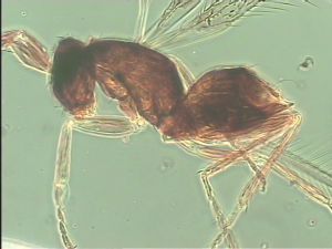 longipilis Htype 12.jpg