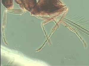 longipilis Htype 13.jpg