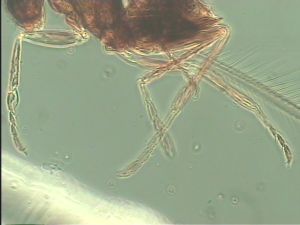 longipilis Htype 14.jpg