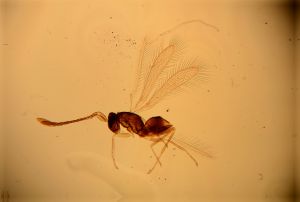 longipilis Htype 15.jpg