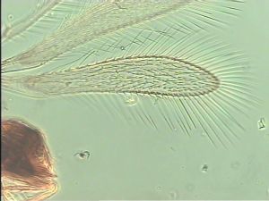 longipilis Htype 2.jpg