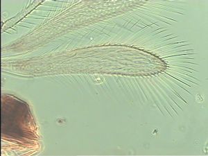 longipilis Htype 3.jpg