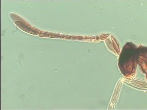 longipilis Htype 4.jpg