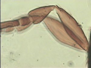 longipilis Htype 5.jpg