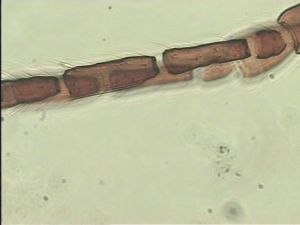 longipilis Htype 6.jpg