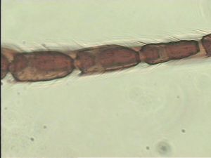 longipilis Htype 7.jpg