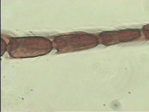 longipilis Htype 8.jpg