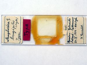 longipilis Htype s.JPG