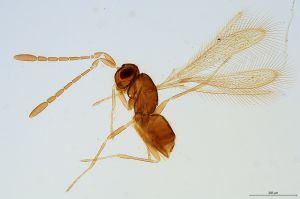 lucida  Soyka Htype 0.jpg