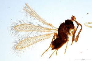 nemorosa  Soyka Htype 0.jpg