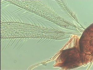 nemorosa Htype 1.jpg