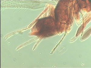 nemorosa Htype 10.jpg