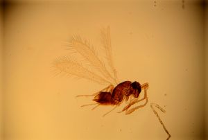 nemorosa Htype 11.jpg