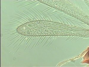 nemorosa Htype 2.jpg