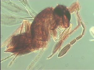 nemorosa Htype 3.jpg