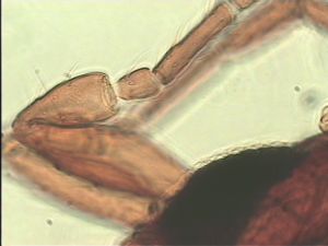 nemorosa Htype 4.jpg