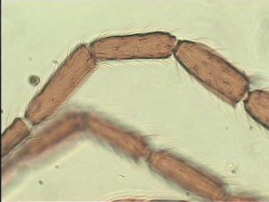 nemorosa Htype 5.jpg