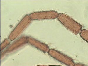 nemorosa Htype 6.jpg