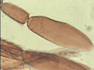 nemorosa Htype 7.jpg