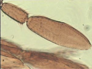 nemorosa Htype 8.jpg