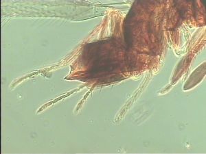 nemorosa Htype 9.jpg