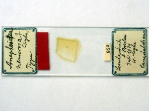 nemorosa Htype s.JPG