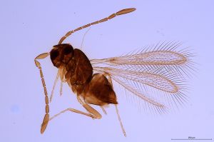 serbica  Soyka Htype 0.jpg