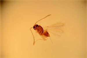 serbica Htype 10.jpg