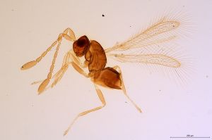 variata  Soyka Htype 0.jpg