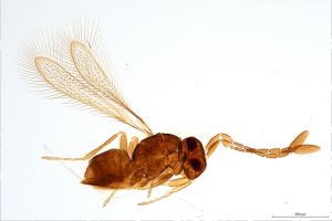 weidenhofi  Soyka Htype 0.jpg