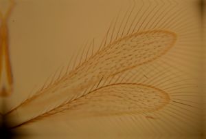 weidenhofi Htype 1.jpg