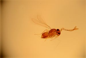 weidenhofi Htype 5.jpg