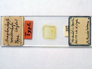 weidenhofi Htype s.JPG