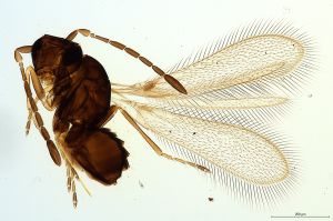 arenbergi Debauche Htype 0.jpg