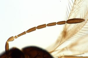 arenbergi Htype 0-2.jpg