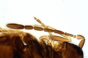 arenbergi Htype 0-3.jpg