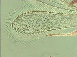 arenbergi Htype 1.jpg