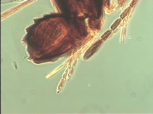 arenbergi Htype 10.jpg