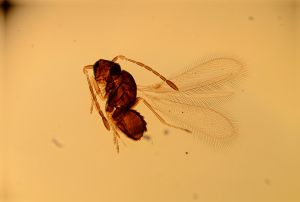 arenbergi Htype 12.jpg