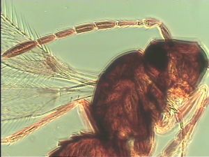 arenbergi Htype 2.jpg