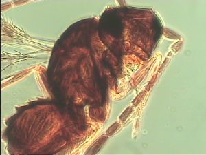 arenbergi Htype 3.jpg