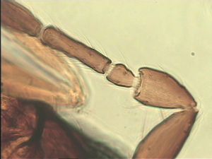 arenbergi Htype 4.jpg