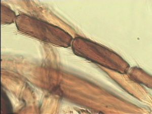 arenbergi Htype 5.jpg