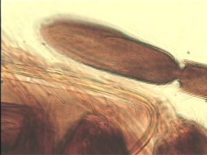 arenbergi Htype 7.jpg